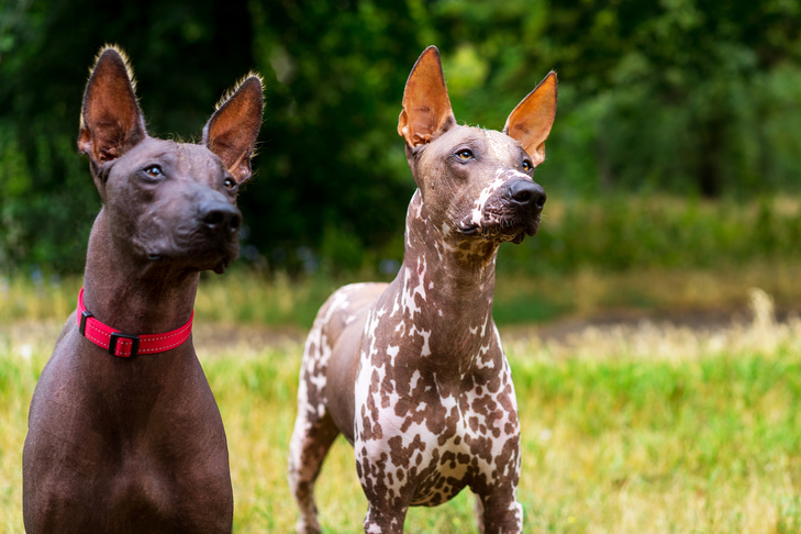 Xoloitzcuintlisヘッドポートレートアウトドア。