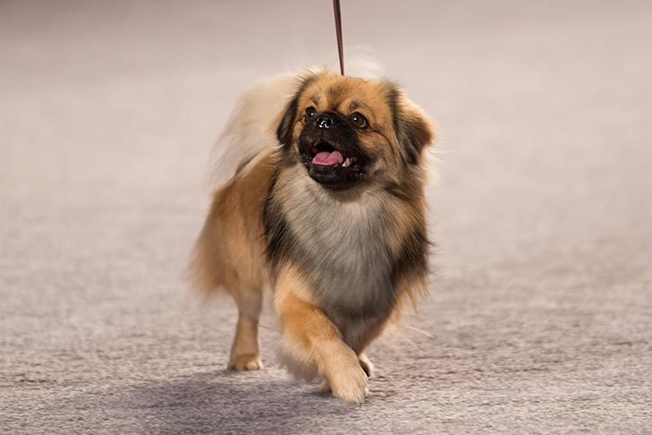Best of Breed:Gchs Ch Kan SingのAmbrier's Manaslu V. Altnaharra、チベットスパニエル。フロリダ州オーランドでロイヤルカニンが発表した2016 AKCナショナルチャンピオンシップでの非スポーツグループ審査