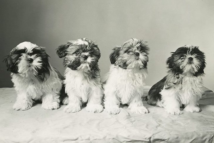 D.アラン牧師とマーガレット・イーストン牧師のチュムラリ犬小屋のシーズ・ツィの子犬。