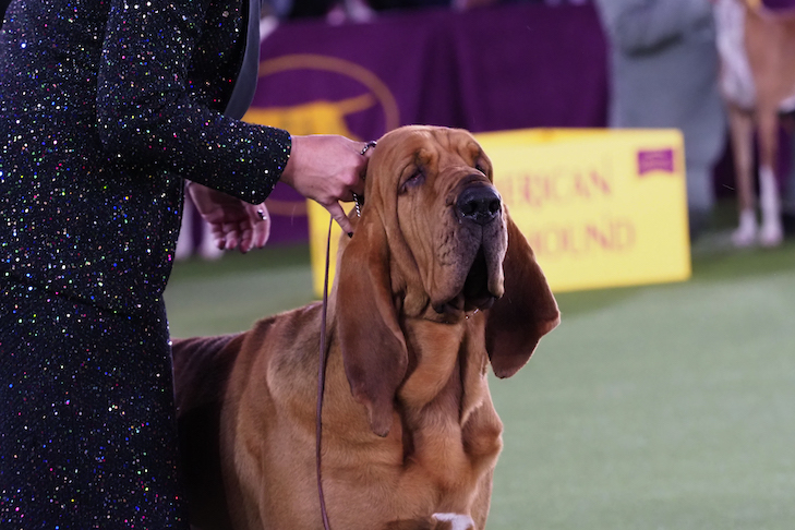 Bloodhound:Gchb Ch Flessner's Toot My Own Horn