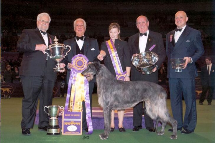 Westminster Best in Show Winner 2011:GCH。 Foxcliffe Hickory Wind
