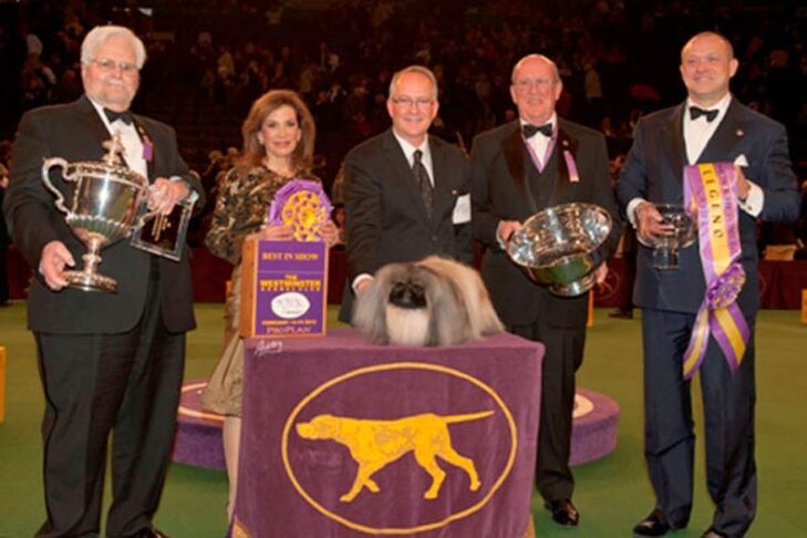 Westminster Best in Show Winner 2012:GCH。 PalaceGarden Malachy