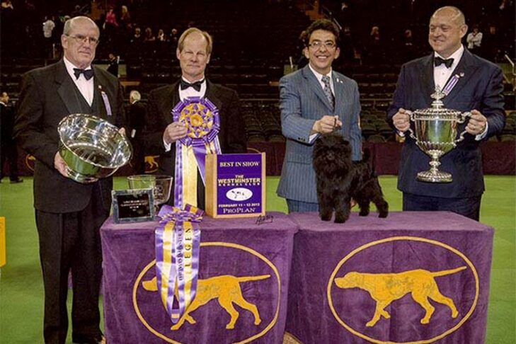 Westminster Best in Show Winner 2013:GCH。バナナジョーvタニカザリ