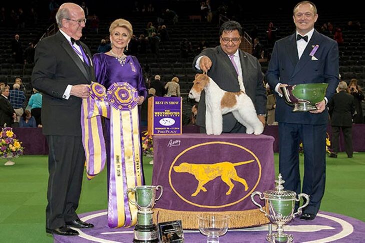 Westminster Best in Show Winner 2014:GCH。どうした後、空を塗ります