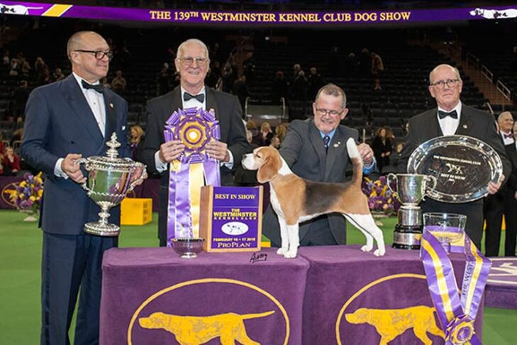 Westminster Best in Show Winner 2015:Ch。 Tashtinsはトラブルを探しています