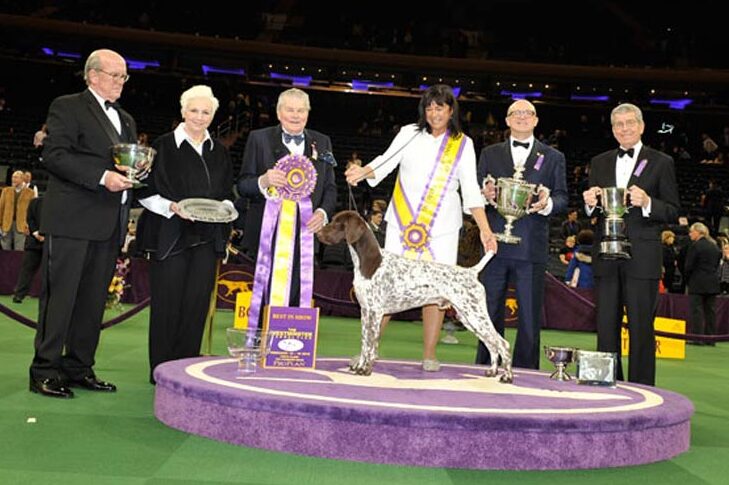 Westminster Best in Show Winner 2016:GCH。 VJK-Myst Garbonitaのカリフォルニアの旅