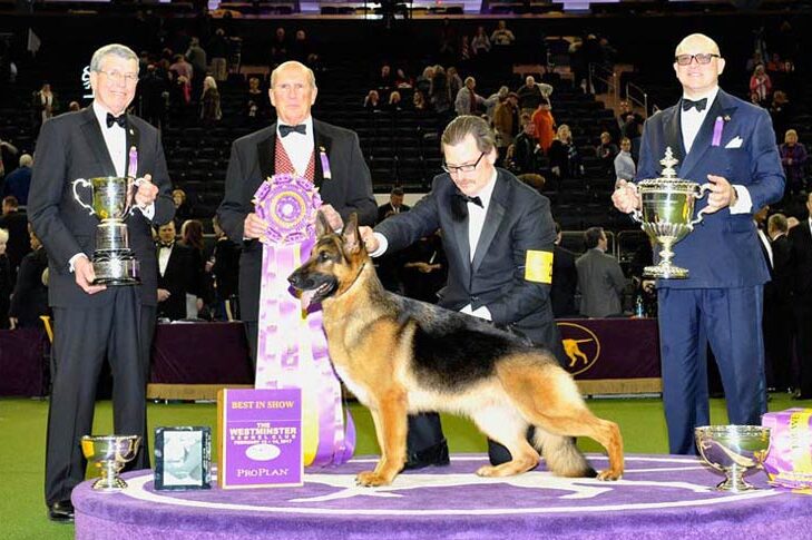 Westminster Best in Show Winner 2017:GCH。 Lockenhausの噂はそれを持っていますv Kenlyn