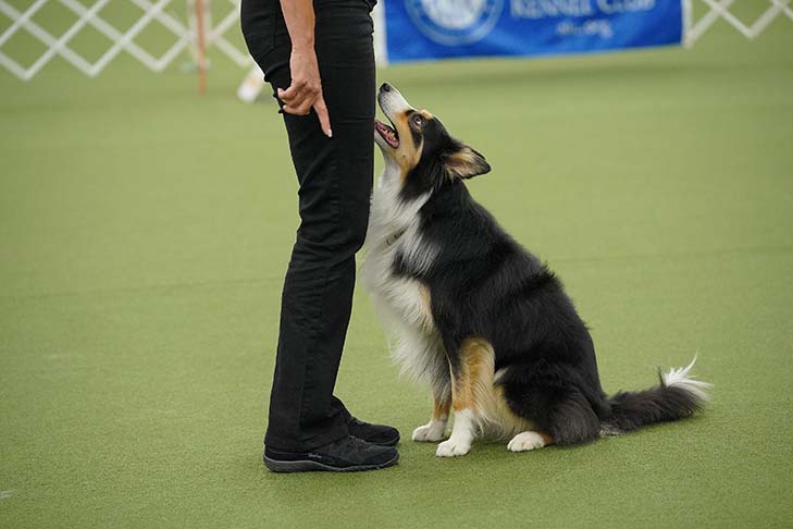 2022 Dog Magazine RALLY NATIONAL CHAMPION:OTCH9 HC AGCH MACH5 RACH NORWOOD COLOR ME ZAYNE UDX9 OGM RM3 RAE3 HSAD HSBD HXAD HXBD MXC PDS MJC PJS MFG TQX T2B5(Border Collie)およびHandler Kim Berkley。 2022年7月8日に開催されたAKCラリーナショナルチャンピオンシップ、オハイオ州ウィルミントンのロバーツセンター/ロイヤルカニンリング。