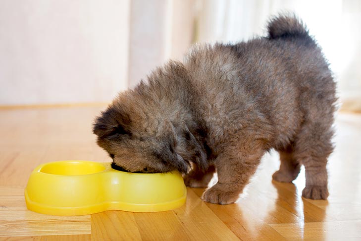 屋内でプラスチック製のボウルから食事をする子犬の子犬。
