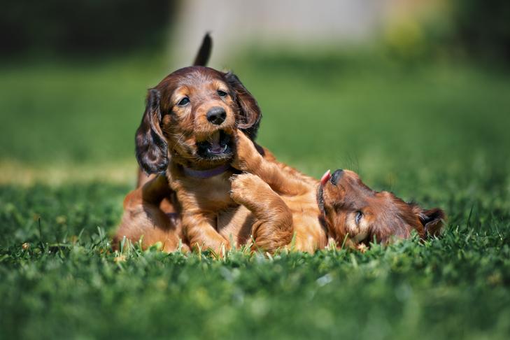 草の中で一緒に遊んでいるダックスフントの子犬。
