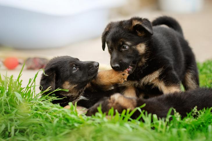 ドイツの羊飼いの子犬は草の中でレスリングしています。