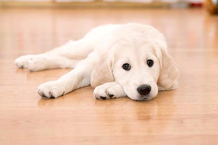 木製の床に屋内に置くゴールデンレトリバーの子犬。