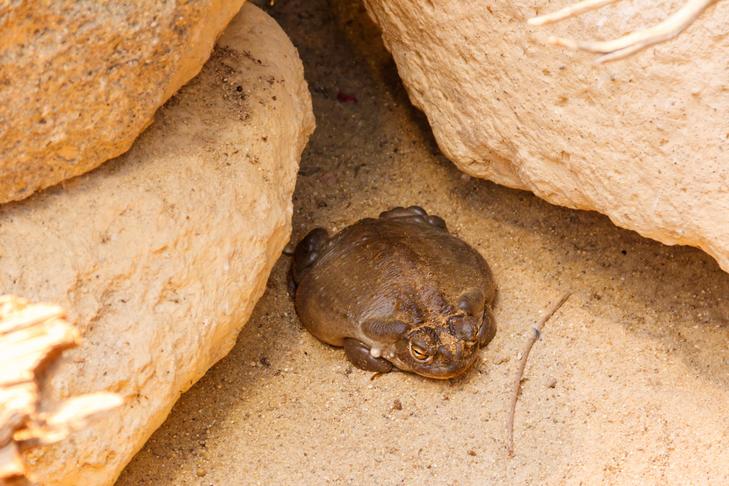 砂漠の岩の間に敷設されたソノラ砂漠のヒキガエル。