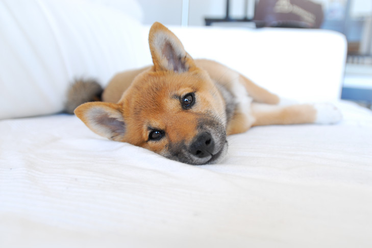 ソファの上に横たわっている毛shiba inu。