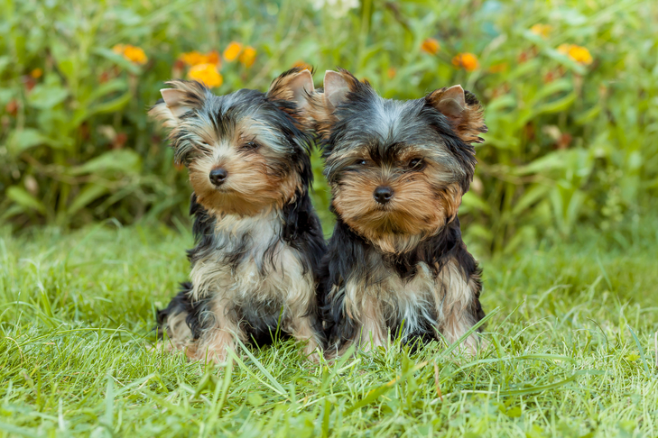 庭に一緒に座っているヨークシャーテリアの子犬。