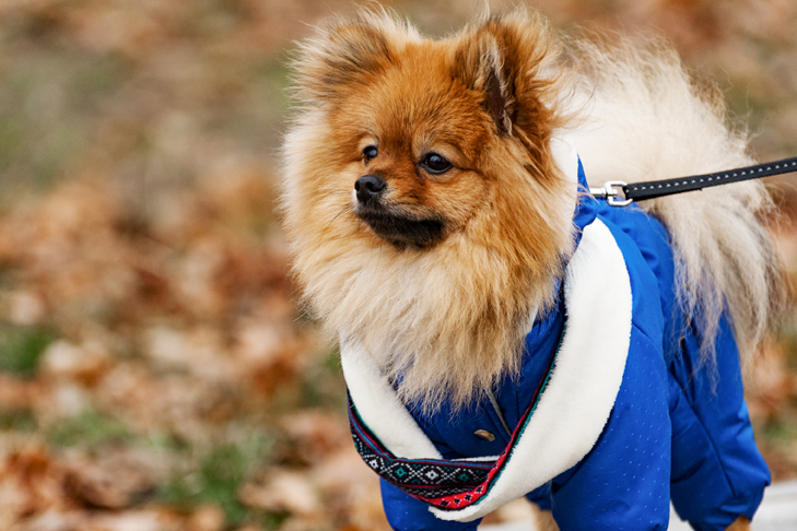 青い冬のスノースーツとスカーフを着ている犬