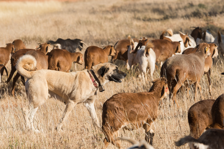 カンガルの家畜守備犬は、ダマラの脂肪尾の羊の群れの間に歩き回ります、ナミビア、6月