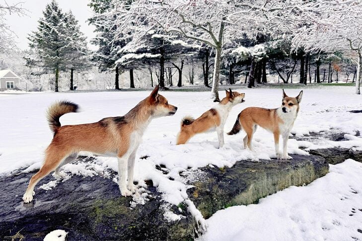 ノルウェーのルンデフント「ハルディス」は希少な品種であり、敏捷性が備わった天性の犬種です