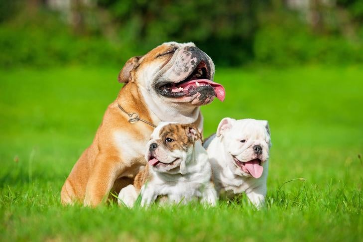 草の中に子犬と一緒に座っているブルドッグ。