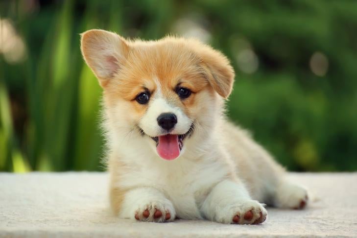 屋外で横たわるウェルシュ・コーギー・ペンブロークの子犬。