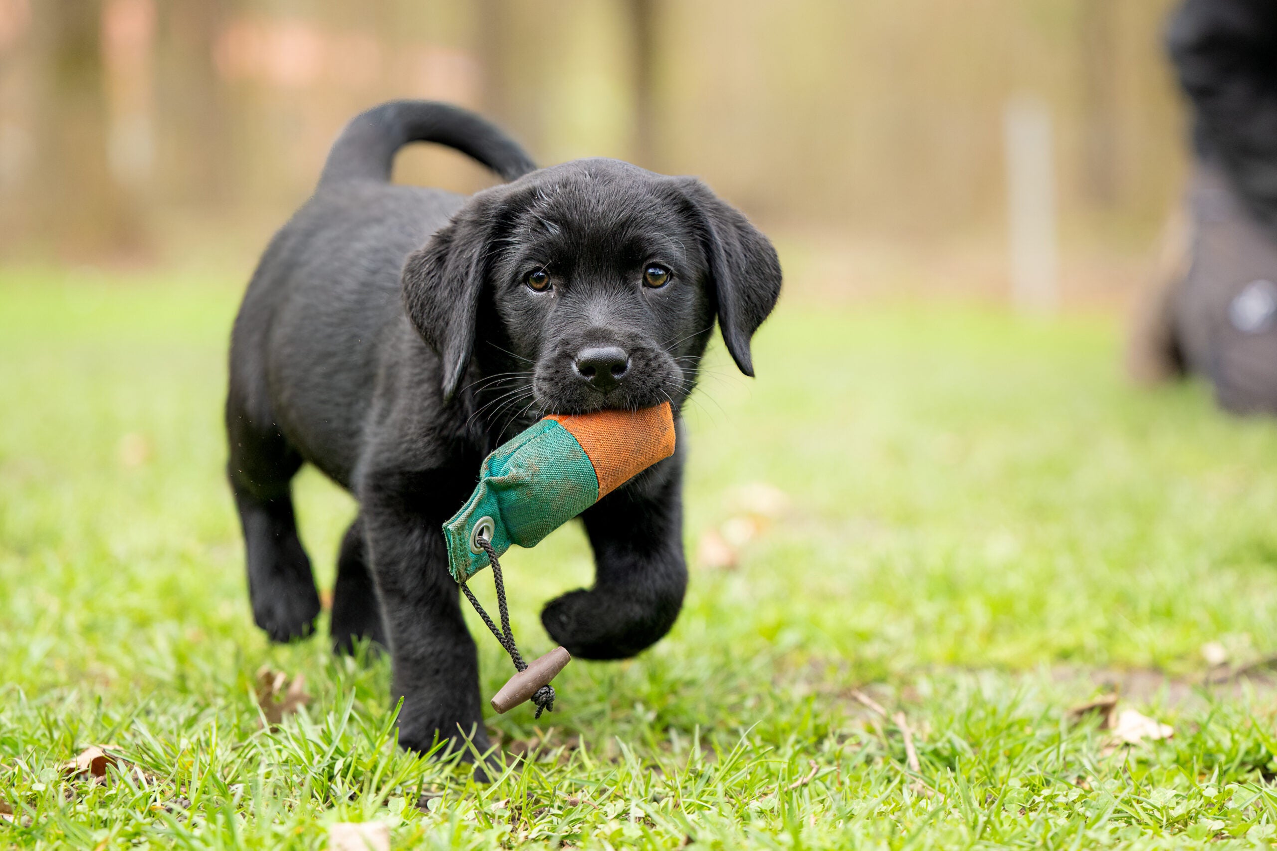 あらゆる種類の犬のための犬のしつけに関する 12 のヒント