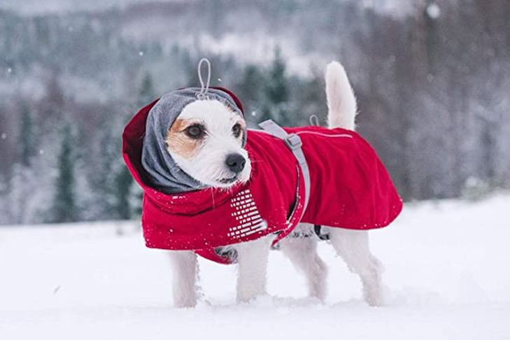 冬に外で赤いコートを着ている犬