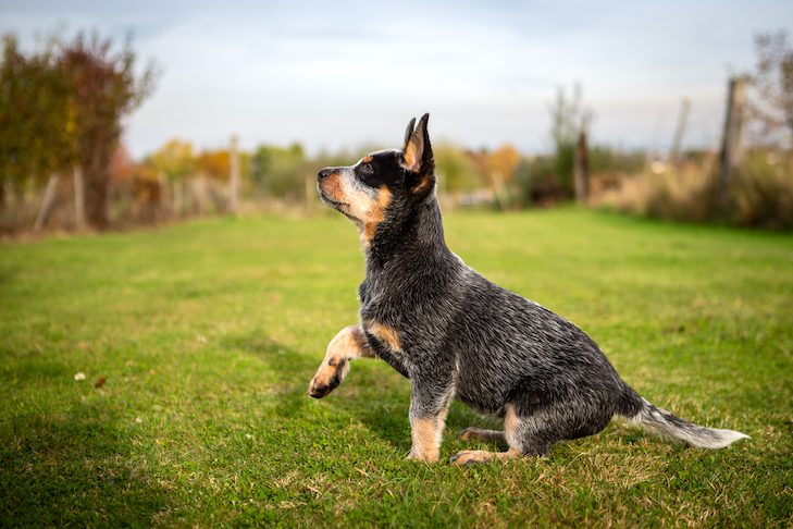 庭でコマンドを学ぶオーストラリアン・キャトル・ドッグの子犬。