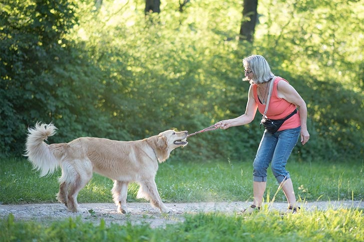 屋外の公園で年配の女性と綱引きをするゴールデンレトリバー。