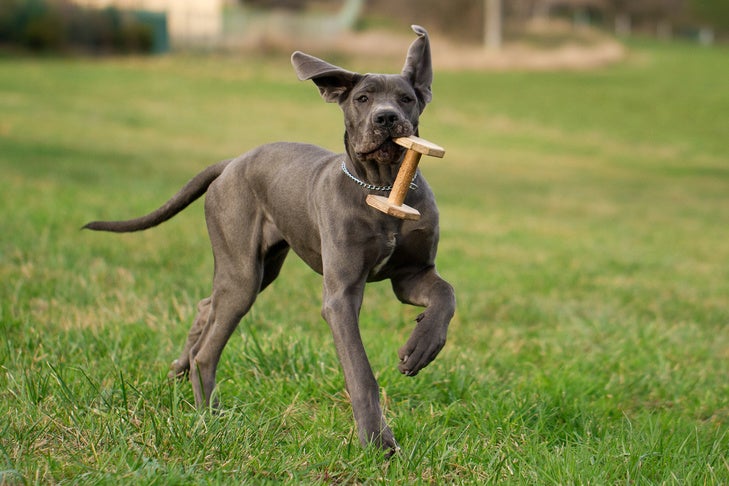 グレートデーンの子犬が屋外の草むらにオビディエンスダンベルを持ち帰る。