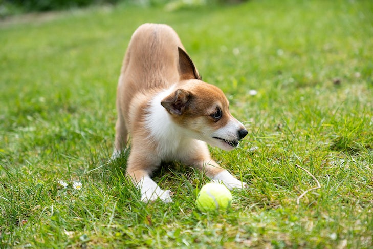 芝生でボールで遊ぶノルウェージャン ルンデフントの子犬。