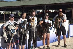 2026 年ナショナル アジリティ チャンピオンシップの優勝者をご紹介します