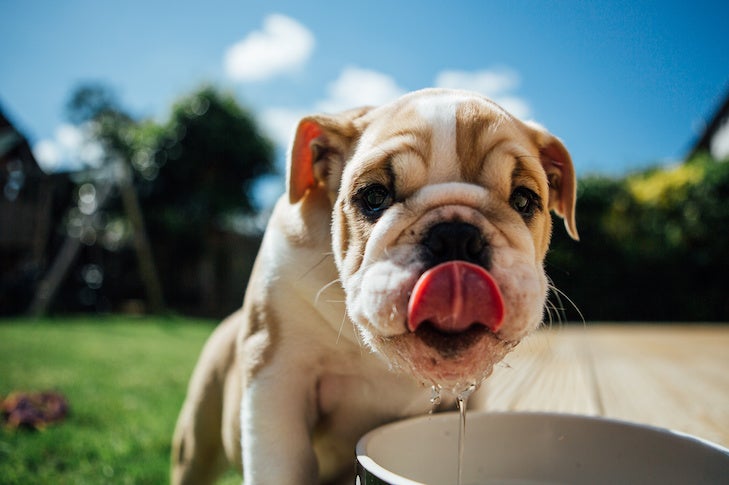 ブルドッグの子犬が、日差しの中で屋外のボウルから水を飲みます。