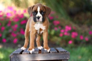 犬が人生のあらゆる段階でルーチンを必要とする理由