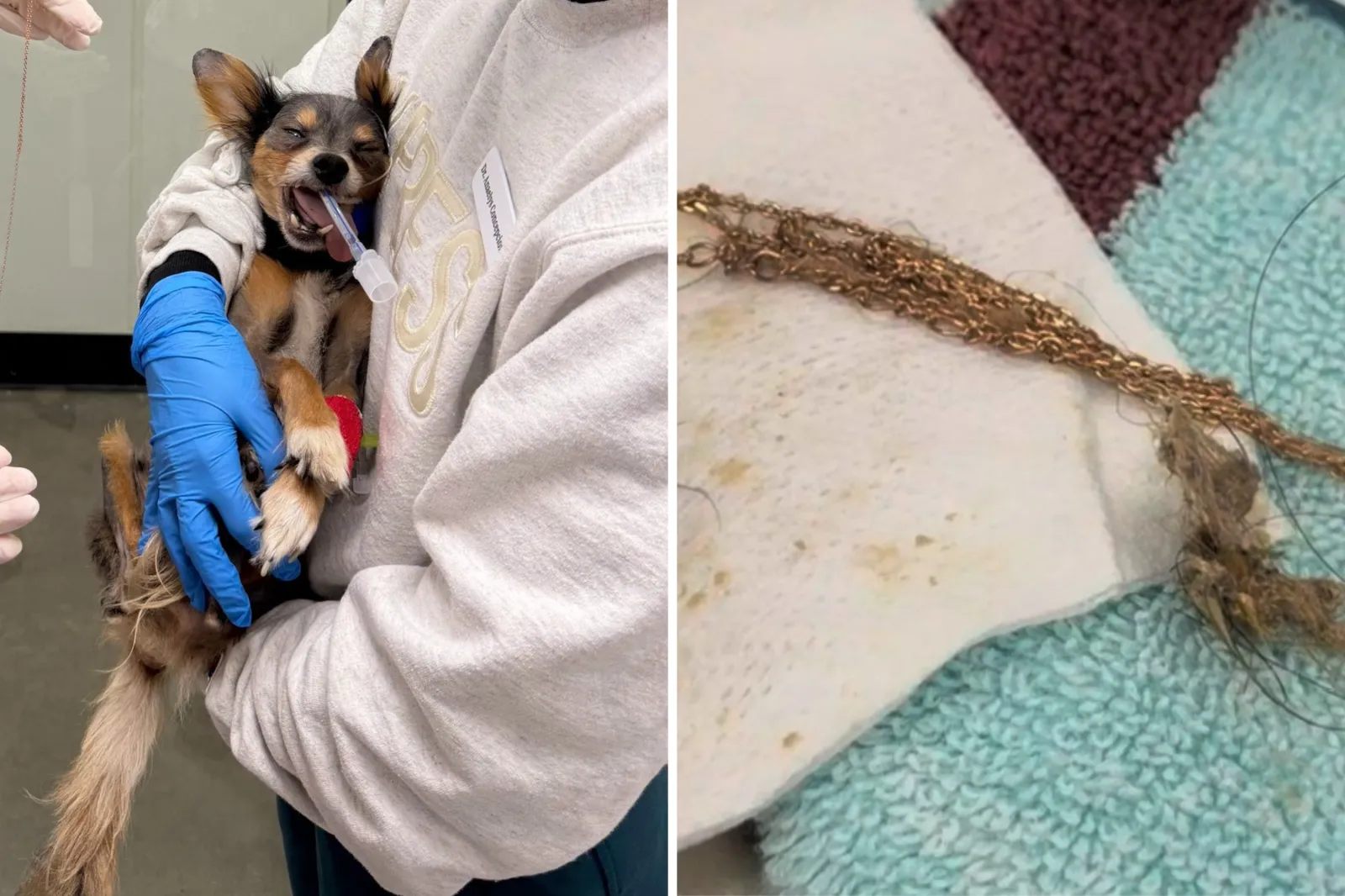 Edward is held gently by a vet with a tube in his mouth, alongside a close‑up of the 18k gold star necklace surgeons removed from his stomach.