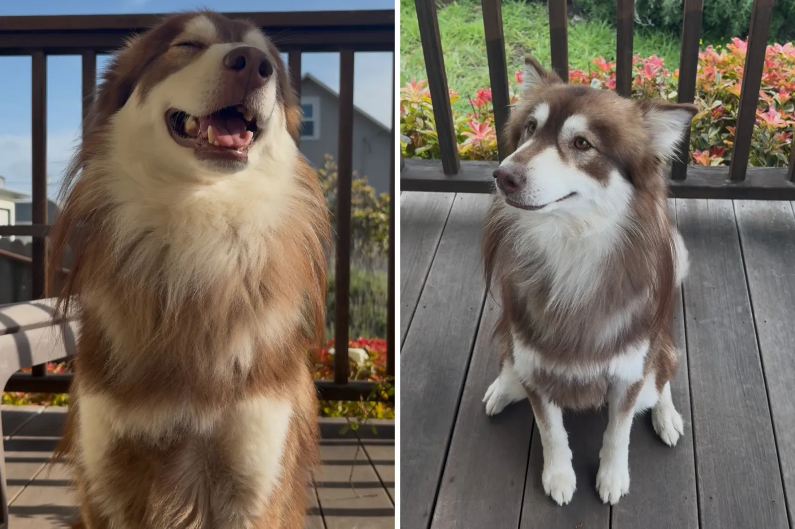Husky-Australian shepherd mix
