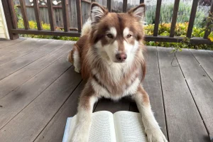 あなたの犬がどれだけ賢いかを知るために自宅でできる7つのテスト