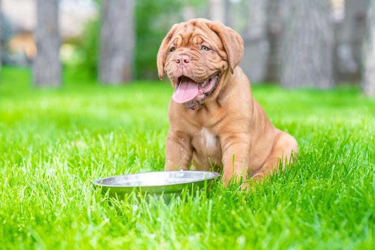 暑い日に屋外で水を飲むドーグ・ド・ボルドーの子犬。