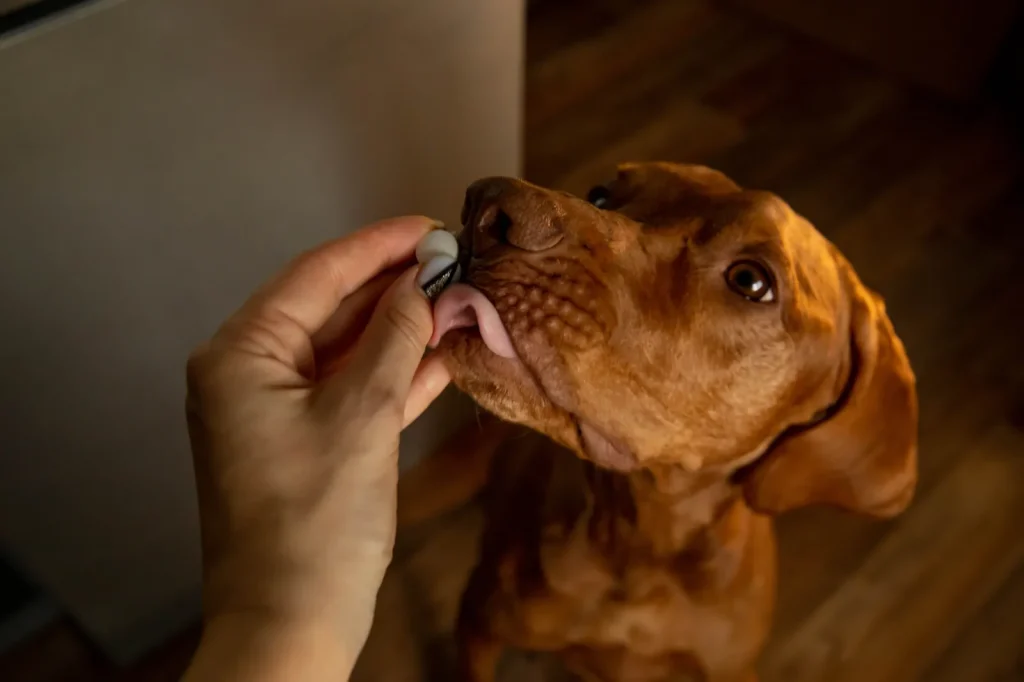 犬に錠剤を与える飼い主のストック画像。