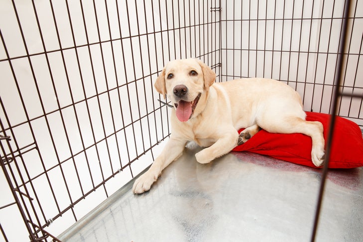 ラブラドルレトリバーの子犬が木枠の中で横たわっています。