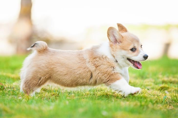芝生の中を走るウェルシュ・コーギー・ペンブロークの子犬。