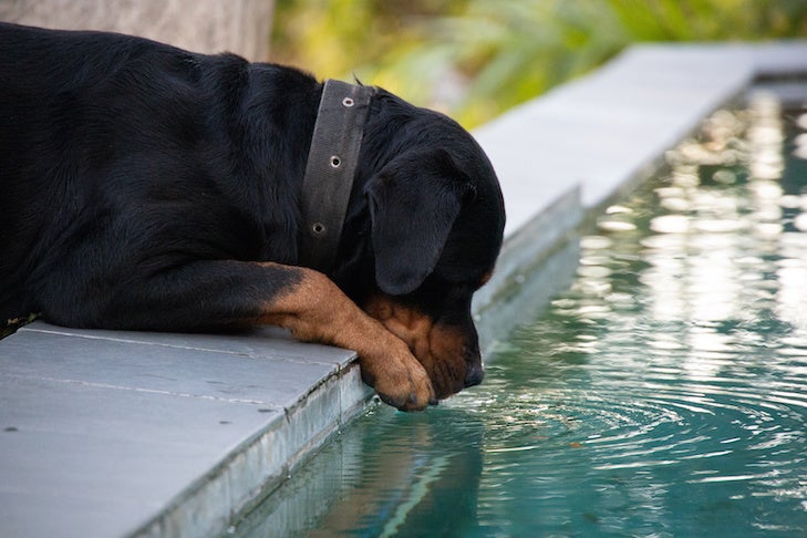 熱帯のジャングルの自然に囲まれた美しいプールから大きな黒いロットワイラー犬が水をたたきます。快適な犬ライフ。