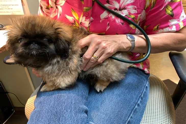 ペキニーズの子犬獣医師