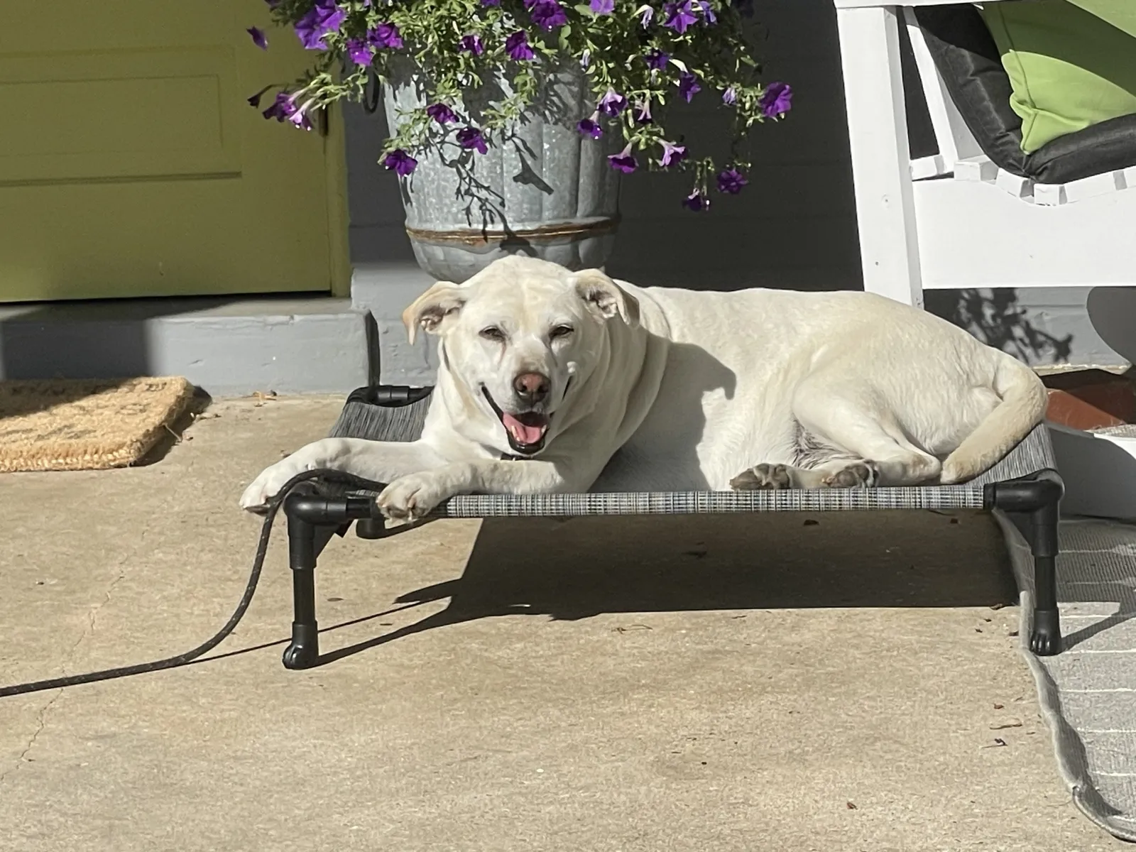 Bob's dog, Zuzu
