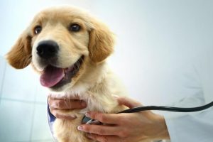 犬の肺高血圧症：兆候、原因、治療