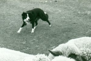 ボーダーコリーの歴史: 時間の経過に伴う牧畜犬の発達