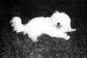 コトン・ドゥ・チュレアの歴史: マダガスカルの野生のふわふわした犬