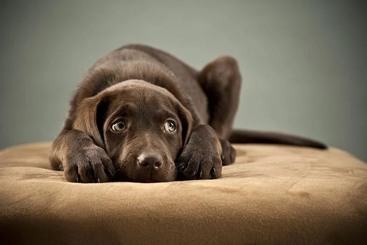 ラブラドールレトリバーの子犬が緊張した様子で犬のベッドに横たわっています。